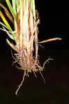 Greater bladder sedge